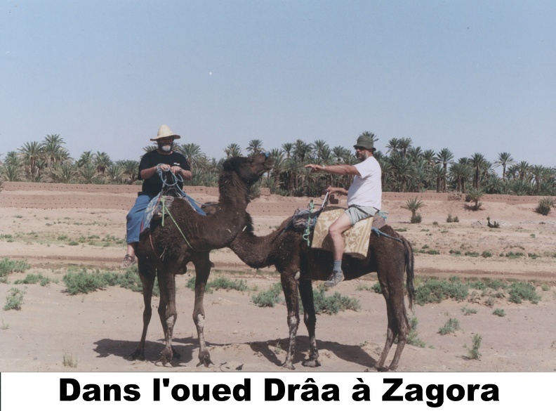 34-Oued-Draa-dromadaires.jpg
